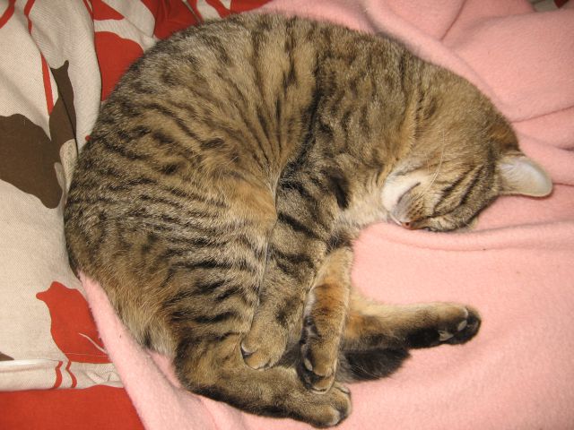 Slika