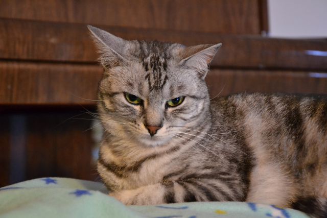 Slika