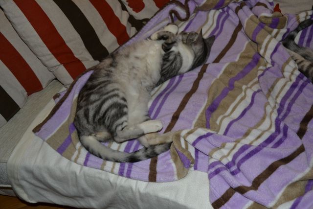 Slika