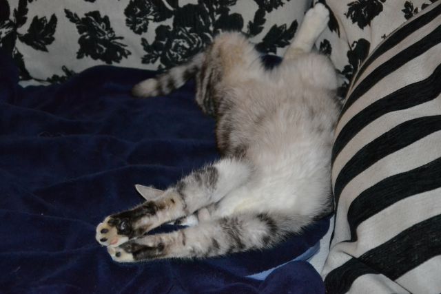 Slika
