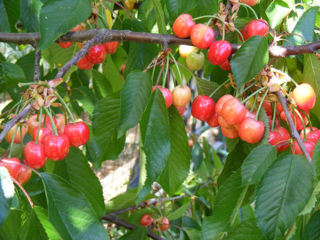 Poglej Temo Češnja Prunus Avium Vse O Vseh Rastlinah