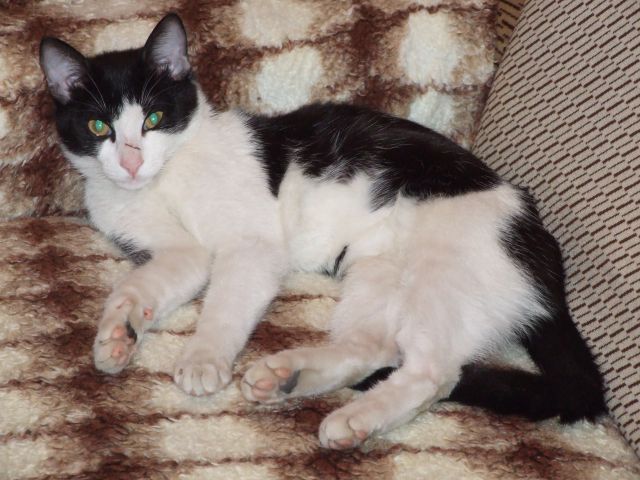 Slika