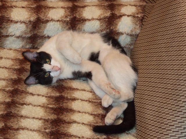Slika