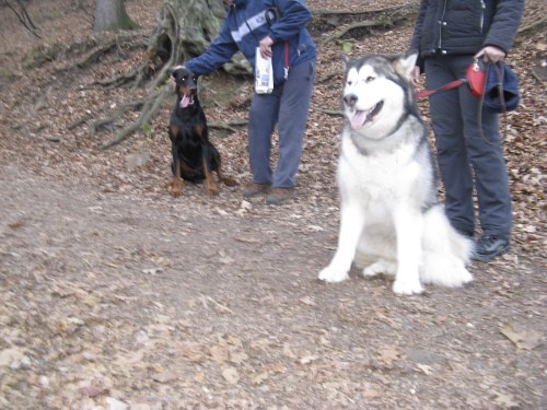 Aska in Tara - 24.11.2007 - foto