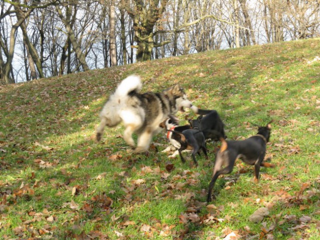 Aska, Tara, Panaja in Mal - 25.11.2007 - foto