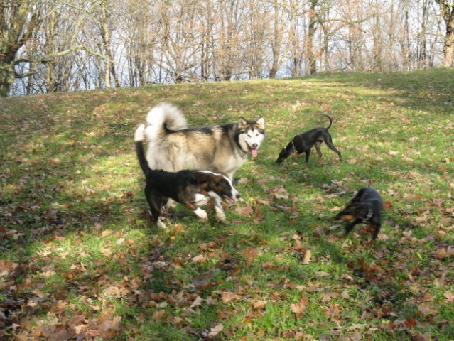 Aska, Tara, Panaja in Mal - 25.11.2007 - foto