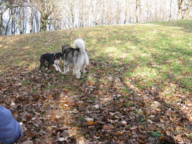 Aska, Tara, Panaja in Mal - 25.11.2007 - foto povečava