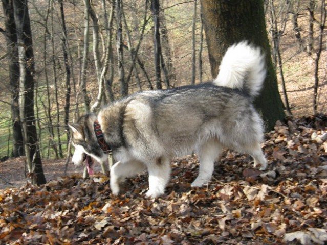 Aska, Tara, Panaja in Mal - 25.11.2007 - foto