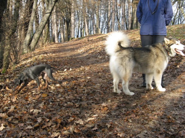 Aska, Tara, Panaja in Mal - 25.11.2007 - foto