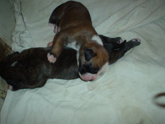 Bessy in Brina kako je mehko spati na sestricinem trebuščku stari sva 11 dni