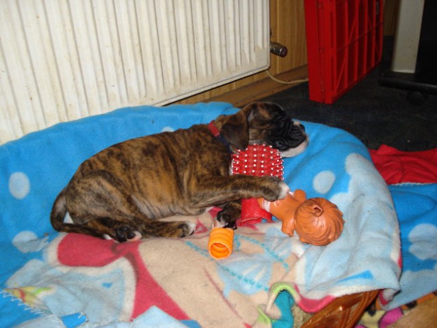 Bessy spi v svoji postelji je več prostora za igrače