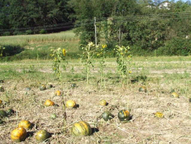 Razdejanje - foto