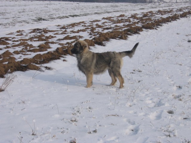 FITA NA SNEGU (23.12..2007) - foto