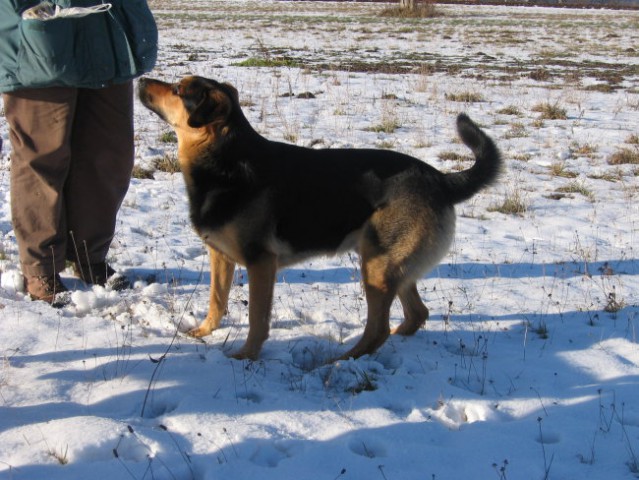 FITA IN  PRIJATELJ MEDO NA SNEGU - foto