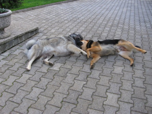 Medo na obisku pri Fiti - foto