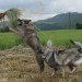 FITA IN ČAJKA SE PODITA ZA SENOM