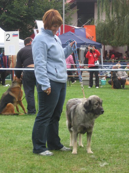 CACIB MARIBOR, 20.9.2008 - foto povečava