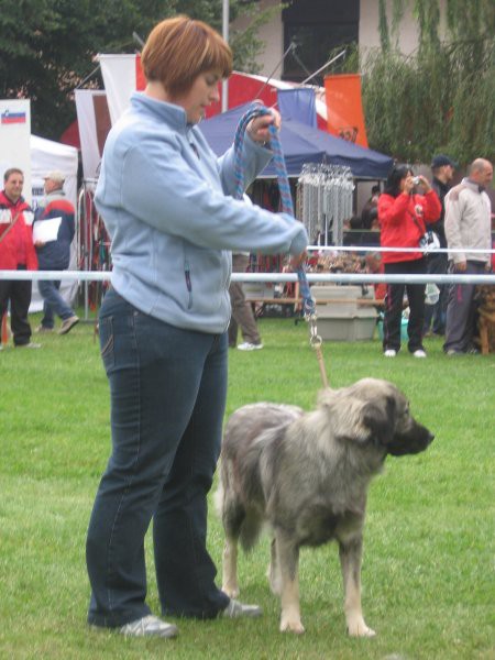 CACIB MARIBOR, 20.9.2008 - foto povečava