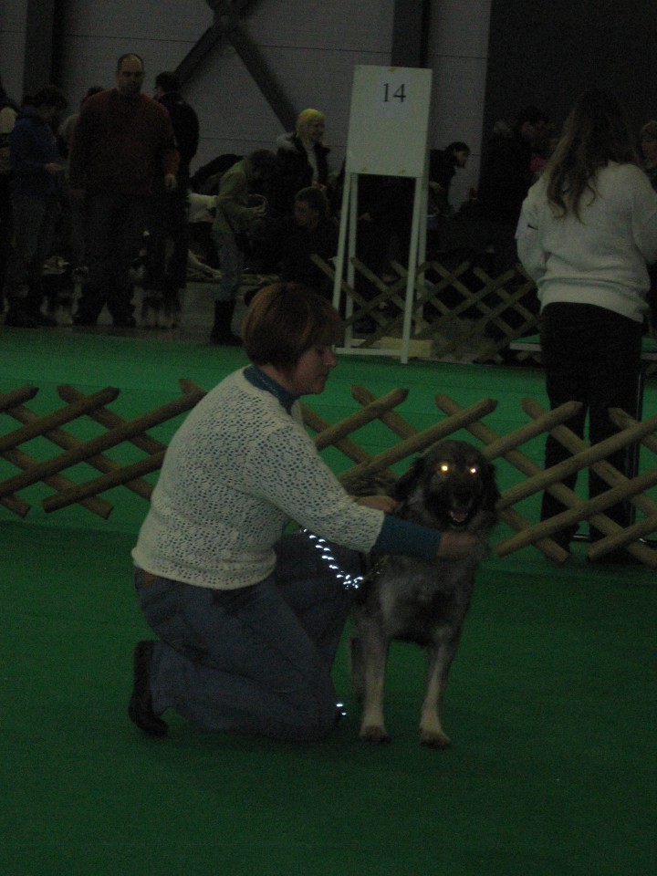 CACIB TROMOSTOVJE 18.1.2009 - foto povečava