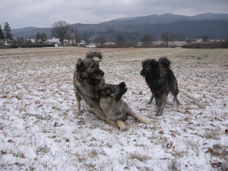 Zadnji izdihljaji leta 2008 - foto povečava