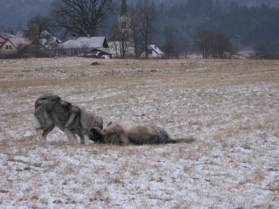 Zadnji izdihljaji leta 2008 - foto povečava