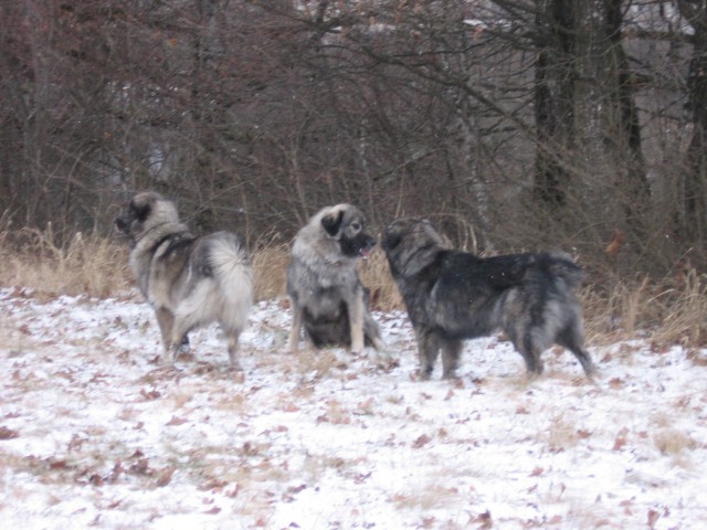 Zadnji izdihljaji leta 2008 - foto