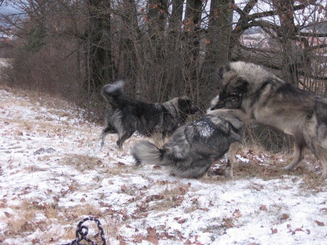 Zadnji izdihljaji leta 2008 - foto