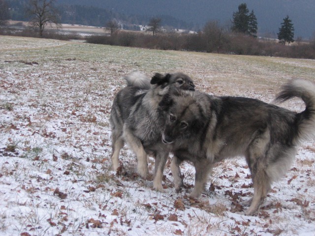 Zadnji izdihljaji leta 2008 - foto