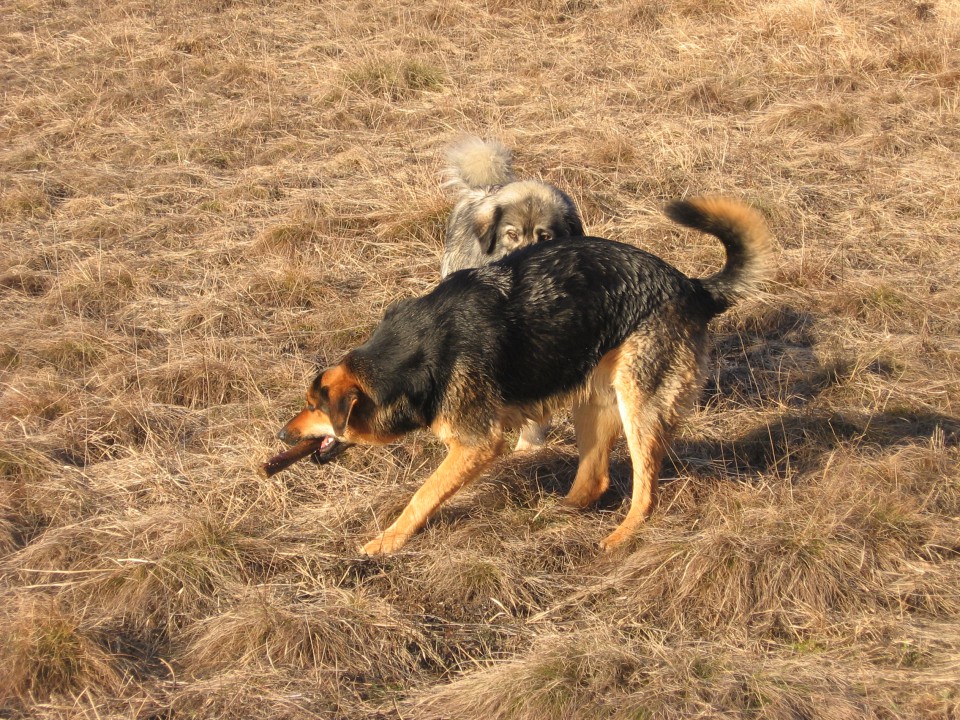 FITA, MEDO, TISA IN PAZIKA - foto povečava