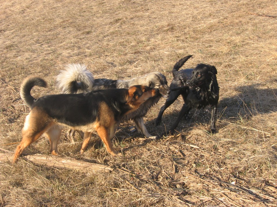 FITA, MEDO, TISA IN PAZIKA - foto povečava