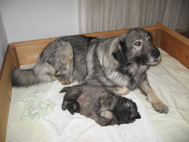 Histra Pudobska je vsak dan večja  - foto