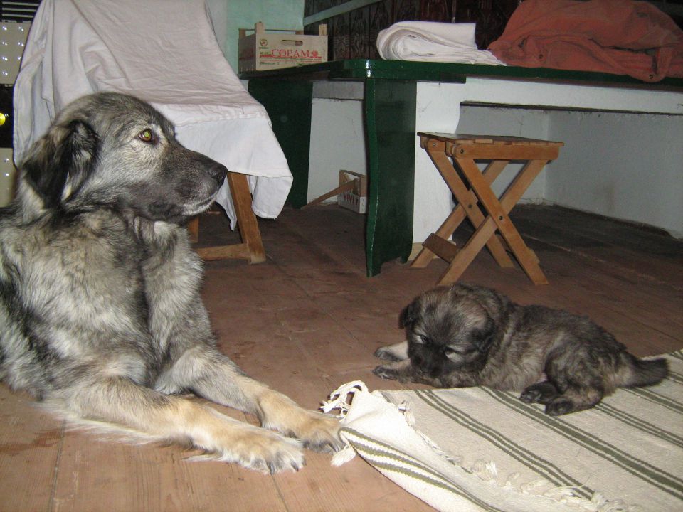 Histra Pudobska stara 4. tedne - foto povečava