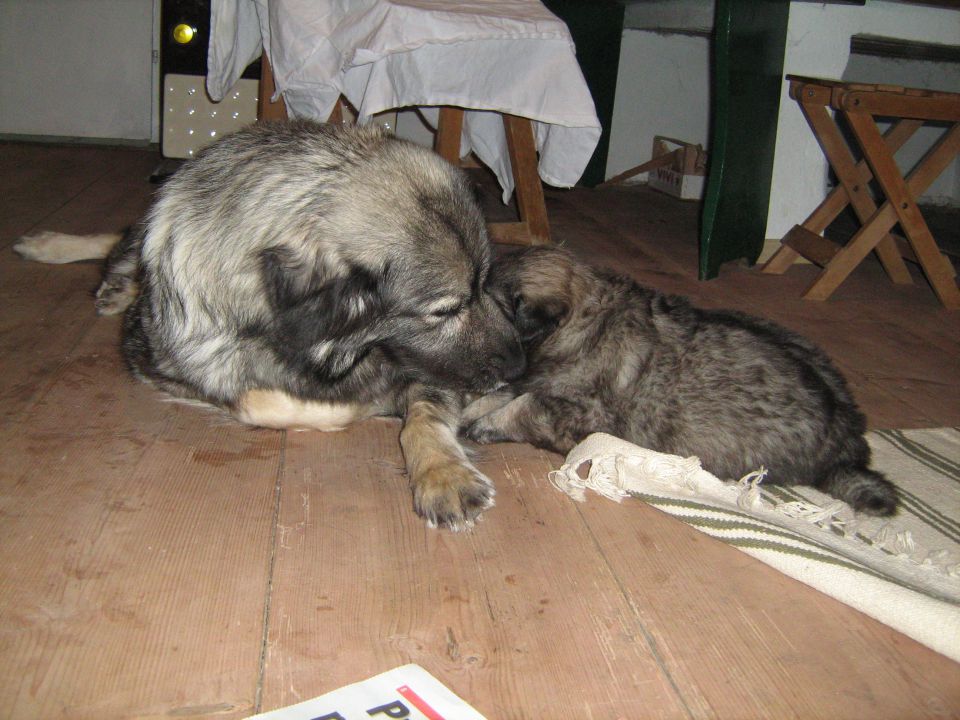 Histra Pudobska stara 4. tedne - foto povečava