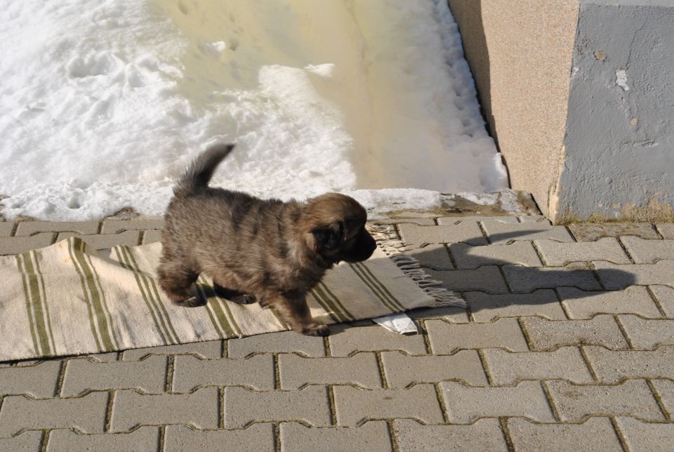 Histra prvič zunaj, na snegu, 2.2.2010 - foto povečava