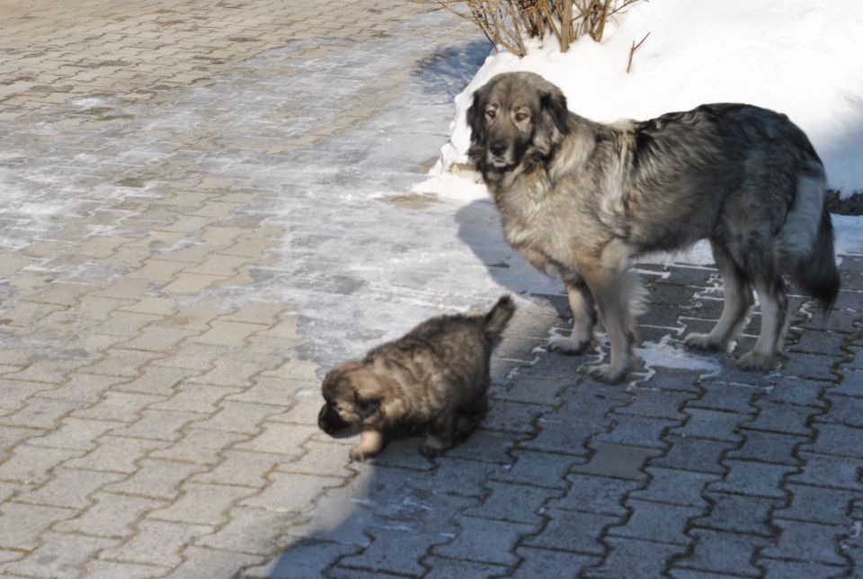 Histra prvič zunaj, na snegu, 2.2.2010 - foto povečava