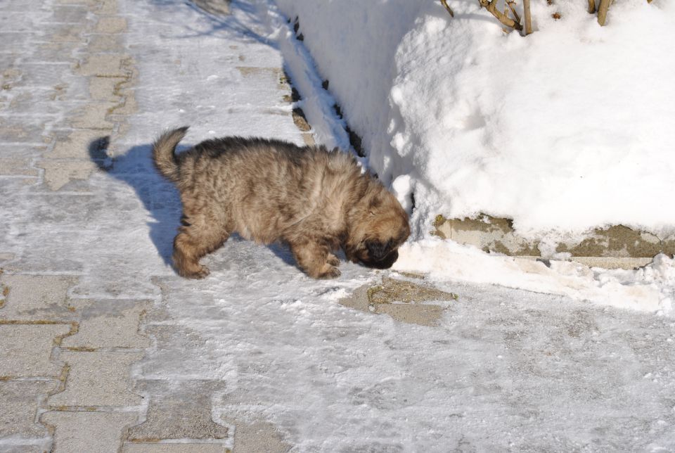 Histra prvič zunaj, na snegu, 2.2.2010 - foto povečava