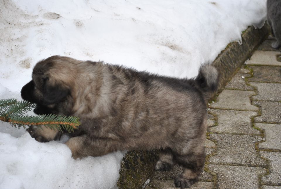 Histra prvič zunaj, na snegu, 2.2.2010 - foto povečava