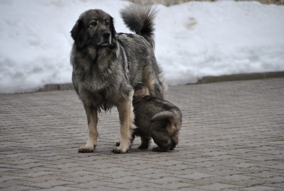 Histra prvič zunaj, na snegu, 2.2.2010 - foto povečava