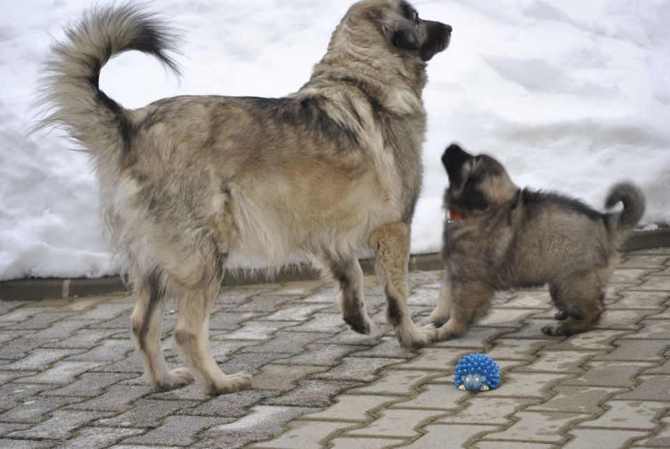 Histra 7. tednov - foto povečava