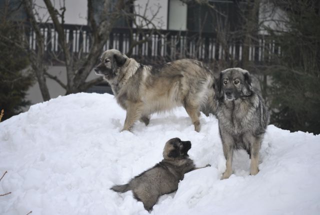 Babica Čajka, mamica Fita in Histra Pudobska pozirajo na vrhu snega.