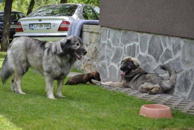 HISTRA PUDOBSKA PRVIČ NA OBISKU V PUDOBU - foto