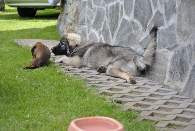 HISTRA PUDOBSKA PRVIČ NA OBISKU V PUDOBU - foto