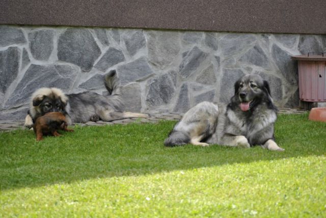 HISTRA PUDOBSKA PRVIČ NA OBISKU V PUDOBU - foto