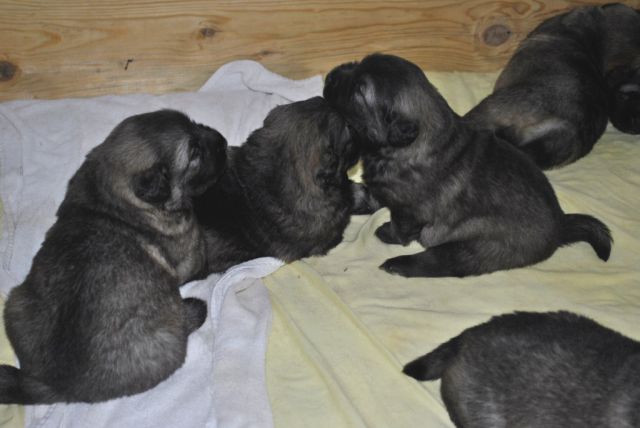 FITA 2 LEGLO, MLADIČKI STARI 3. TEDNE - foto