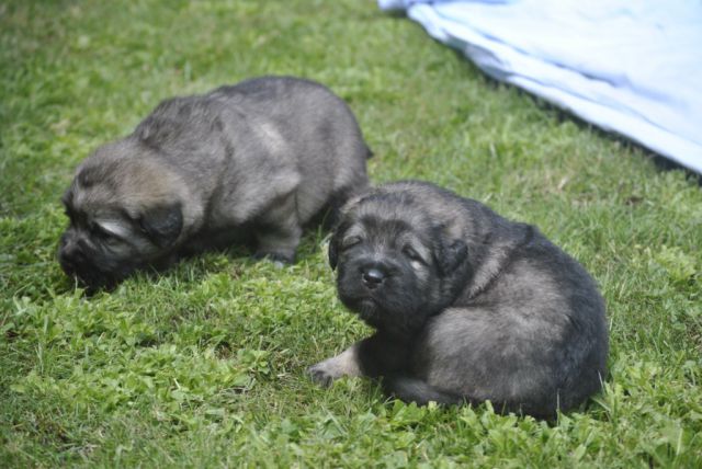 3. tedne stari mladički - foto