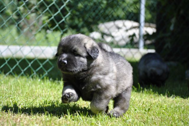 4. TEDNE SO ŽE STARI NAŠI KOŠTRUNI - foto