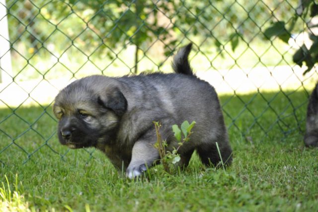 4. TEDNE SO ŽE STARI NAŠI KOŠTRUNI - foto