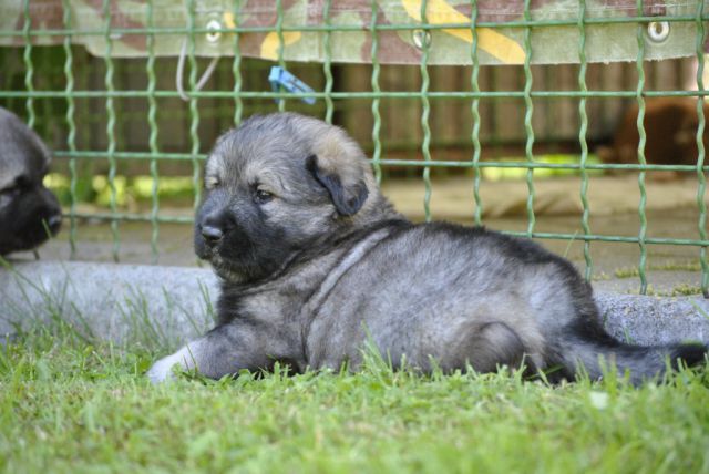 4. TEDNE SO ŽE STARI NAŠI KOŠTRUNI - foto