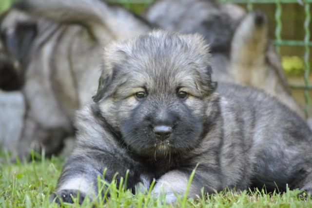 4. TEDNE SO ŽE STARI NAŠI KOŠTRUNI - foto