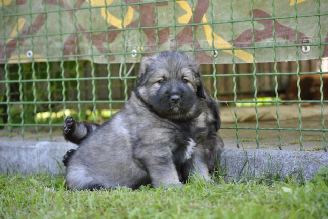 4. TEDNE SO ŽE STARI NAŠI KOŠTRUNI - foto